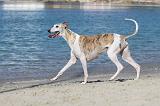 WHIPPET 219